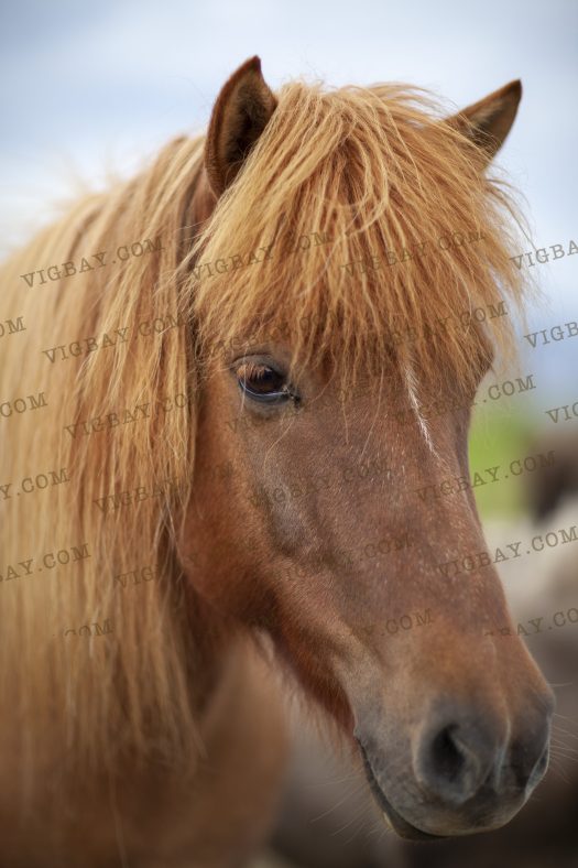 Iceland Pony Head