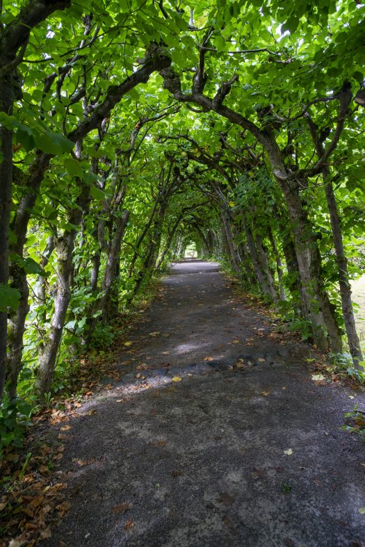 Archway Tree Path is showing a great example