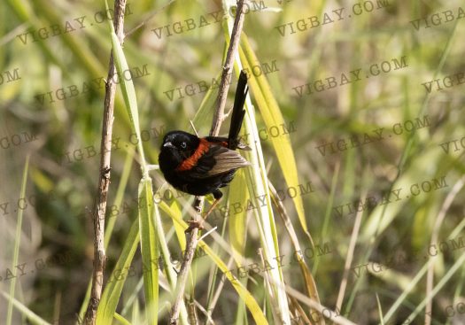 Red-backed Fairy-wren sitting on a branch in the wilderness...