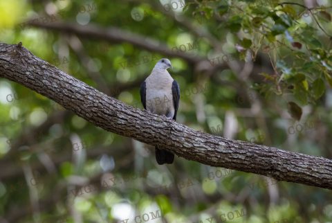 White Headed Pigeon 051A1182 – Video Image Graphic Bay