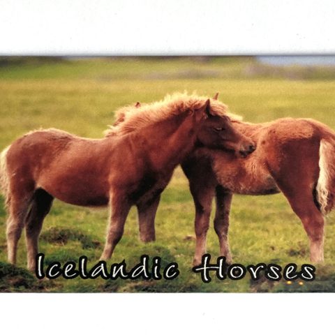 MA1101-Icelandic-horses-copy-7.23.49-pm.jpg