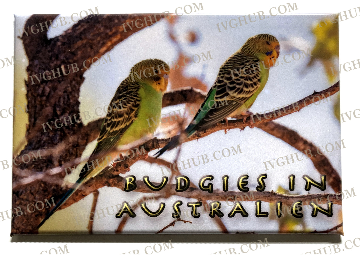 Budgies in Australia – Image video and graphic hub
